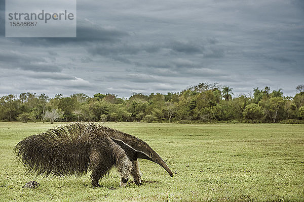 Ameisenbär wandert im brasilianischen Pantanal-Feuchtgebiet