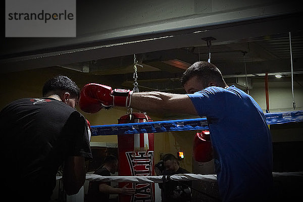 Zwei Boxer trainieren auf einem Gymnastikring