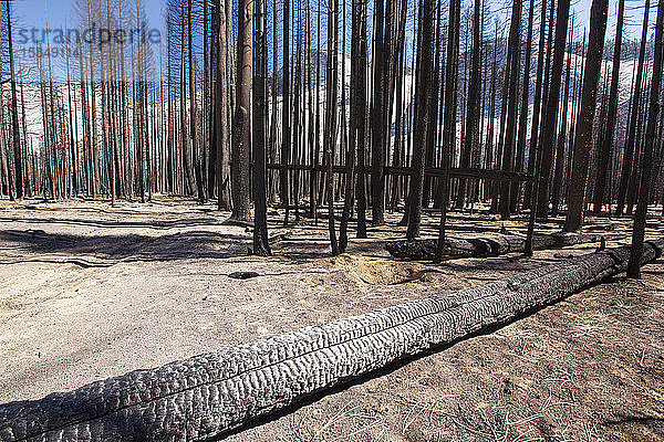 Ein Waldbrand vernichtet ein Waldgebiet im Little Yosemite Valley im Yosemite National Park  Kalifornien  USA. Nach vier Jahren beispielloser Dürre werden die Waldbrände in