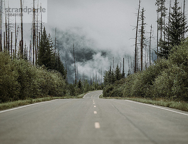 Gepflasterte Straße durch einen Wald  der sich an einem wolkigen Tag von einem Waldbrand erholt