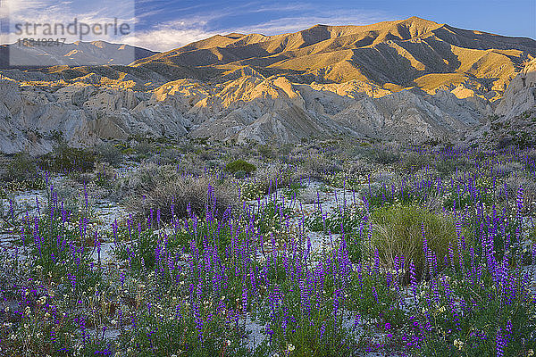 Wildblumen in Anza-Borrego