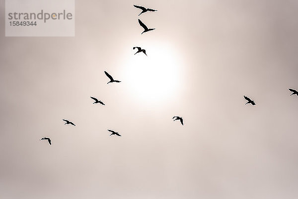 Pelikanschwarm  der sich durch Nebel gegen die Sonne abschirmt