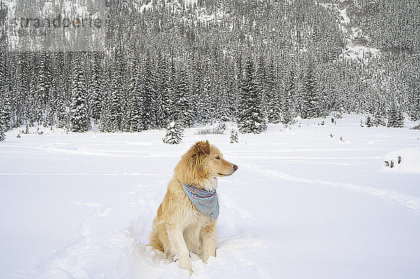 Süßer Hund sitzt in schneebedeckter Berglandschaft