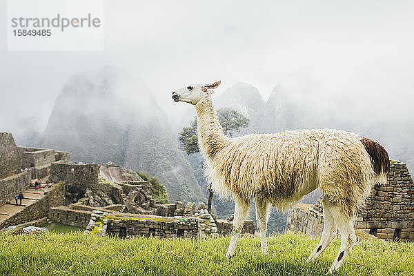 Weißes Lama steht in der Nähe von Machu Picchu in Peru