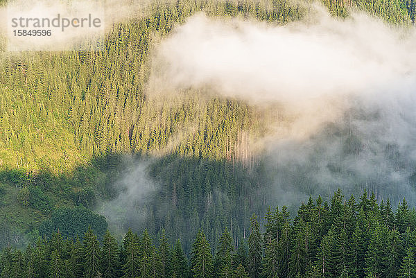 Luftaufnahme eines Kiefernwaldes mit strömendem Nebel.