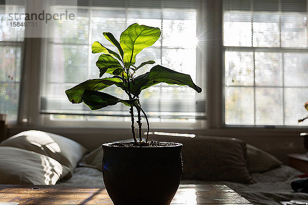 Fiddle Leaf Fig Topfhauspflanze auf Holztisch vor dem Fenster