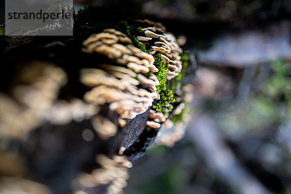 Detail von Moos und Pilzen  die im Wald an der Seite eines Baumes wachsen