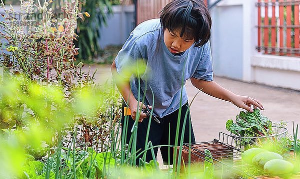 Ein Junge sammelt Gemüse in seinem eigenen Garten