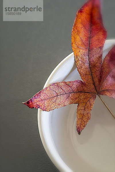 Herbstblatt in einer weißen Schale liegend.