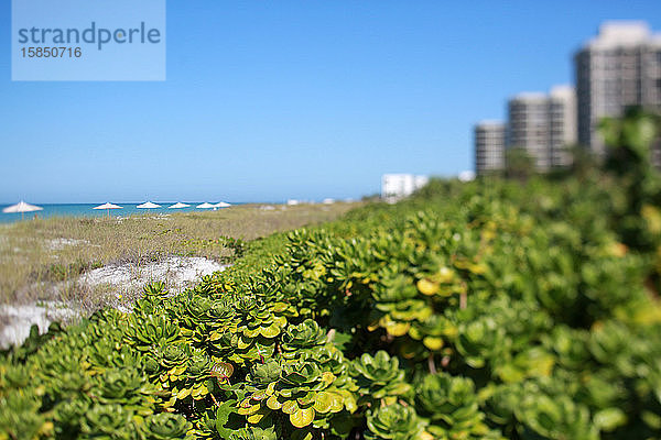 Blick über die Golfküste Florida Beach