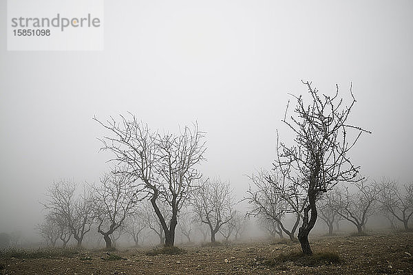 Obstbäume zwischen dem Nebel  Provinz Zaragoza in Spanien.