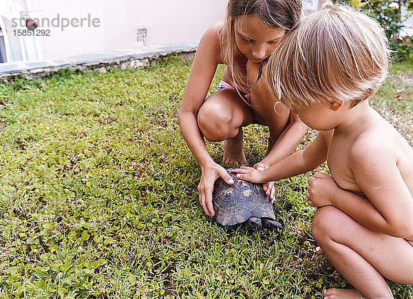 Bruder und Schwester spielen mit einer Schildkröte auf dem Hof