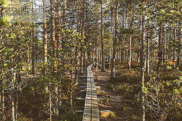 Pfad im Lahemaa-Nationalpark in Estland am frühen Morgen des Herbstes