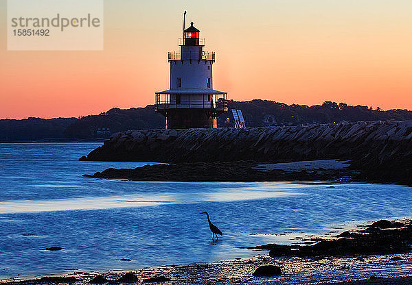 Großer Blaureiher watet im Morgengrauen in der Nähe des Leuchtturms in den Küstengewässern von Maine