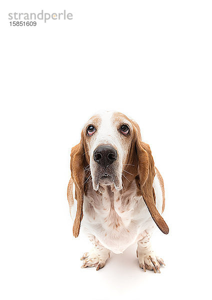 Rot-weißer Bassett-Hund auf krassem weißen Hintergrund nach oben schauend