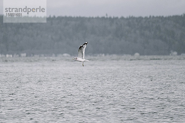 Seitenansicht einer Möwe  die über dem Puget Sound in Washington schwebt