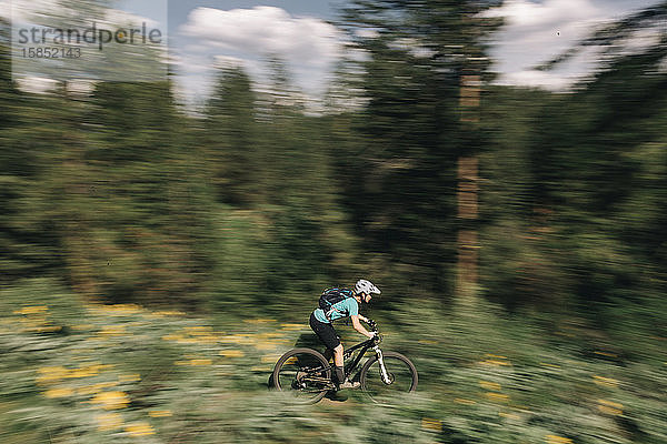 Eine junge Frau fährt in Winthrop  WA  mit dem Fahrrad durch Sonnenblumen.