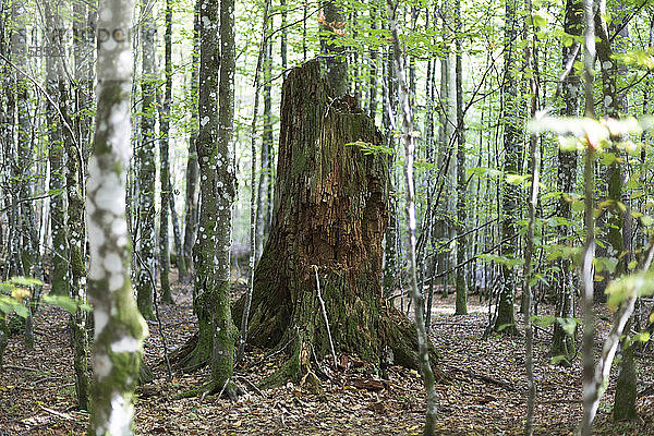 Verrottender Baumstamm im Bayerischen Wald