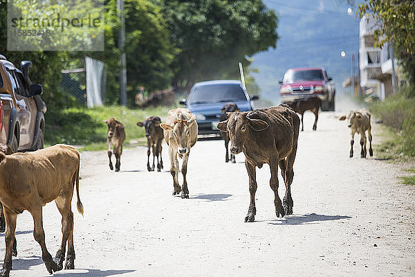 Kühe wandern auf der Fahrbahn und blockieren den Verkehr.