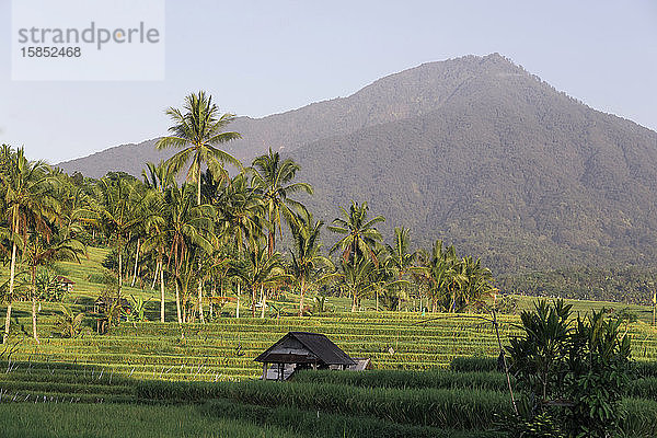 Reisterrassen von Jatiluwih  Bali  Indonesien