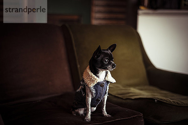 Winziger  hübscher Chihuahua-Welpe in Jeansjacke sitzt auf der Couch am Fenster