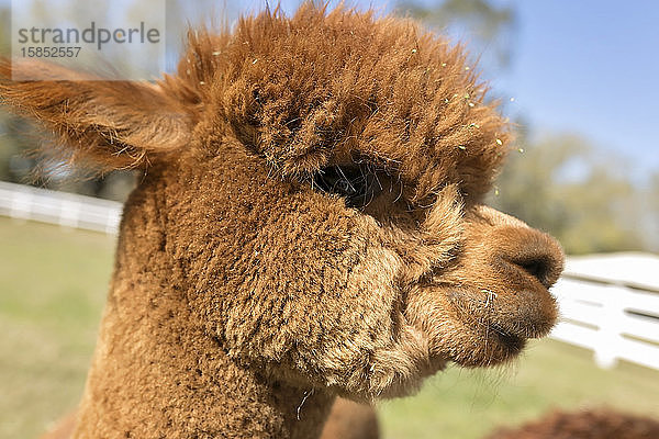 Nahaufnahme des Kopfes des jungen braunen Huachaya-Alpakas im Profil auf dem Bauernhof