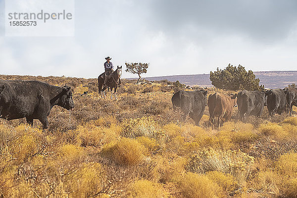 Cowboys raschelnde Rinder auf einem staubigen Abschnitt der Wüste von Utah