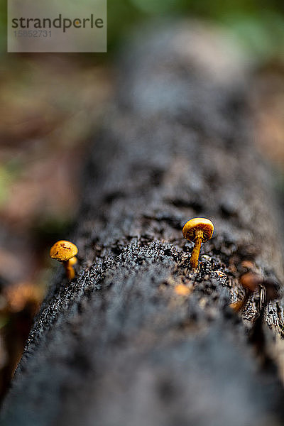 Kleine Pilze  die auf einem umgefallenen Baumstamm auf dem Waldboden wachsen