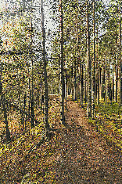 alte Bäume im Lahemaa-Nationalpark in Estland im Herbst