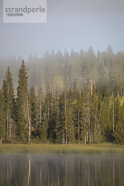 Kiefernwald spiegelt sich in ruhigem See wider