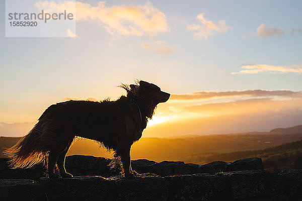 Sonnenuntergang - Silhouette eines flauschigen Hundes
