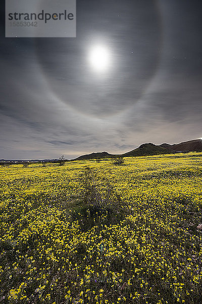 Eine Wüste in voller Wildblumenblüte nach den jüngsten Regenfällen in Cali