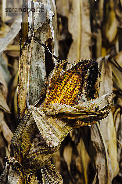 Ähre von reifem Mais in einem Maisfeld in Süd-Michigan