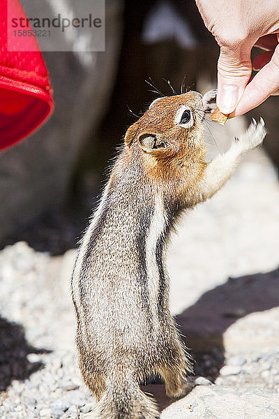 Ein Chipmunk in den kanadischen Rocky Mountains wird von einem Touristen gefüttert.