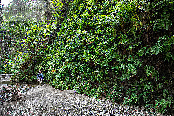 Wanderer an einer Wand aus Fünffingerfarnen  Adiantum pedatum  im Fern Canyon  Prairie Creek Redwoods State Park