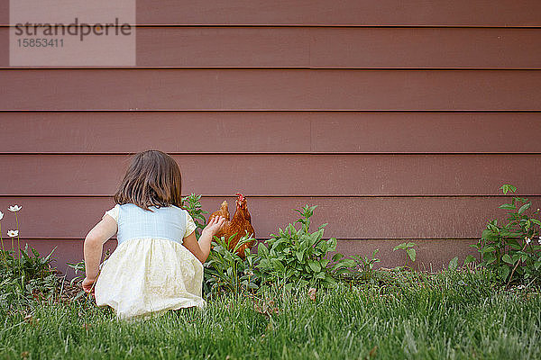 Ein kleines Mädchen sitzt im Sommer in einem Garten und greift nach einem roten Huhn