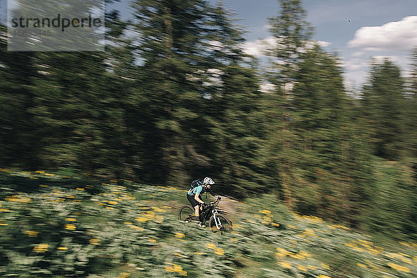 Eine junge Frau fährt in Winthrop  WA  mit dem Fahrrad durch Sonnenblumen.