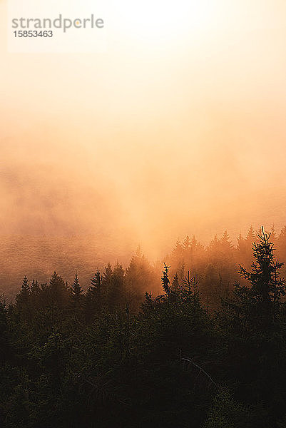 Baumsilhouette an einem nebligen Morgen bei goldenem Licht im Herbst