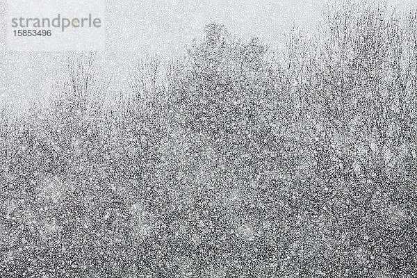 Starker Schneefall mit Bäumen im Hintergrund.