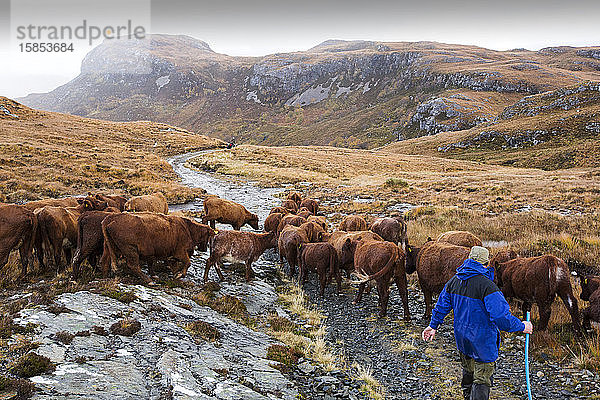 Ein Bauer treibt sein Vieh aus dem abgelegenen Strath Na Sealga  wo es den Sommer über geweidet hat  um es für den Winter aufzunehmen  in der Nähe von Dundonnel in den nordwestlichen Highlands.