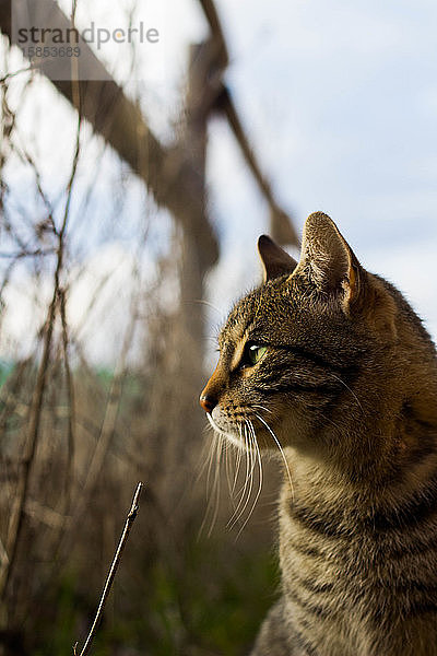 Wildkatze  die in den Himmel schaut