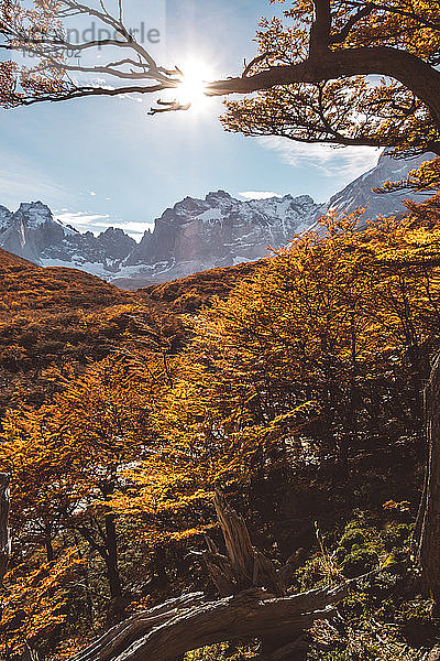 Majestätische Berg- und Herbstbaumlandschaft mit blauem Himmel