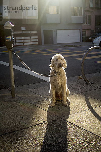 Ein Hund mit blondem Fell sitzt auf dem Bürgersteig in der Sonne.