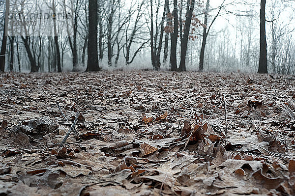 abgefallene Blätter bei Nebel mit Frost bedeckt bei bewölktem Wetter  im Winter