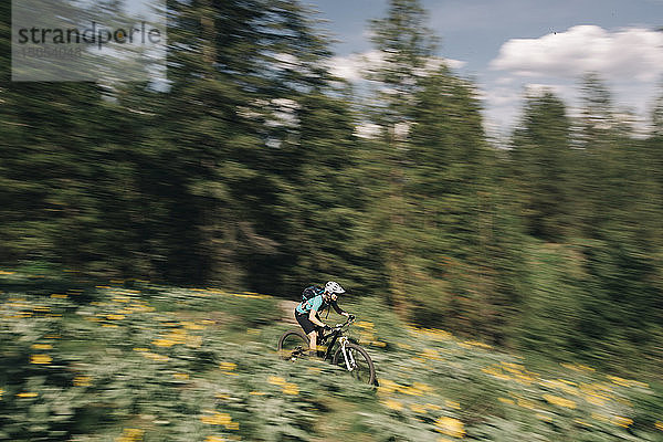 Eine junge Frau fährt in Winthrop  WA  mit dem Fahrrad durch Sonnenblumen.