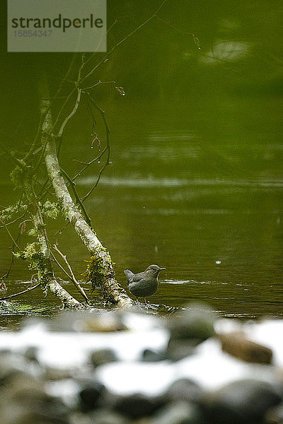 Blick durch den Wald eines amerikanischen Wasseramselvogels an einem Fluss