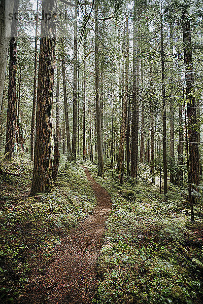 Ein Wanderweg schlängelt sich durch den Wald im Nordkaskaden-Nationalpark