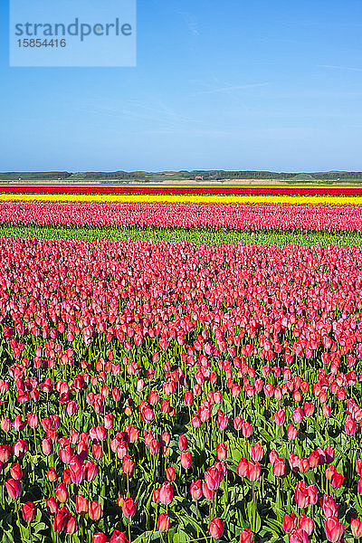 Reihen bunt blühender Tulpen in einem Blumenzwiebelfeld im Frühling  Niederlande