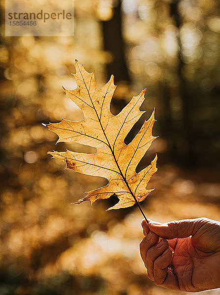 Nahaufnahme einer Hand  die ein hintergrundbeleuchtetes Eichenblatt an einem Herbsttag in einem Wald hält.