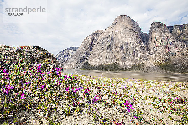 Violette Blumen wachsen neben dem Eulenfluss am Akshayak-Pass.